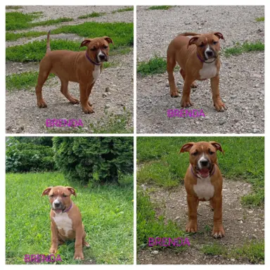 Amstaff 2