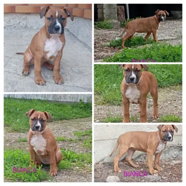 Amstaff 3