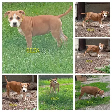 Amstaff 4