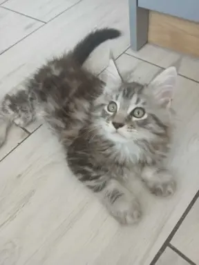 SREBRNE PIEKNE KOTY MAINE COON 1