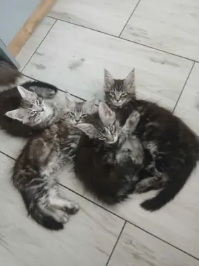 SREBRNE PIEKNE KOTY MAINE COON 2