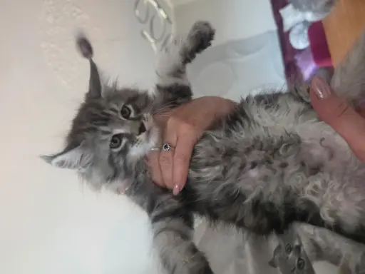 SREBRNE PIEKNE KOTY MAINE COON 3