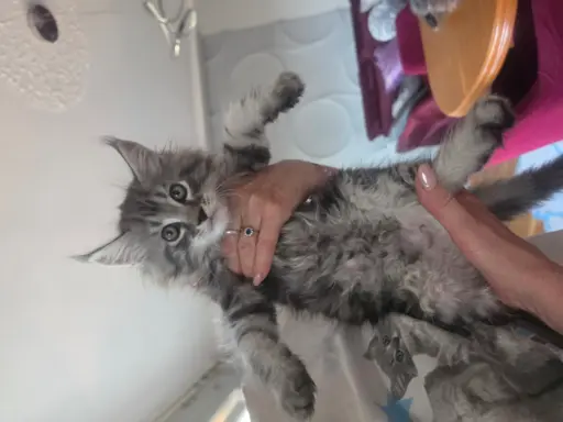 SREBRNE PIEKNE KOTY MAINE COON 4