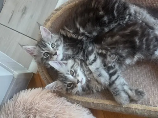 SREBRNE PIEKNE KOTY MAINE COON 5