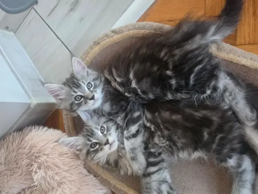 SREBRNE PIEKNE KOTY MAINE COON 6