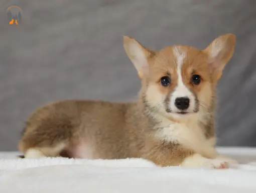 Szczeniaki rasy welsh corgi pembroke po zdrowych rodzicach 1