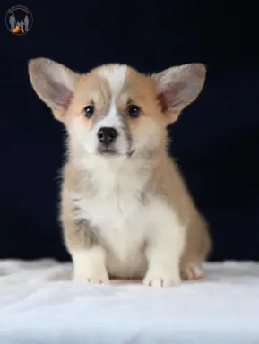 Szczeniaki rasy welsh corgi pembroke po zdrowych rodzicach 2