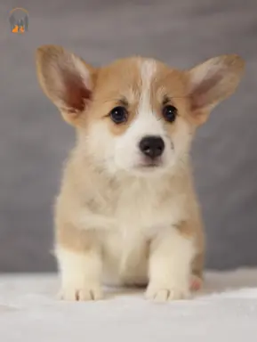 Szczeniaki rasy welsh corgi pembroke po zdrowych rodzicach 3