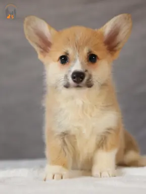 Szczeniaki rasy welsh corgi pembroke po zdrowych rodzicach 4