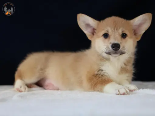 Szczeniaki rasy welsh corgi pembroke po zdrowych rodzicach 5