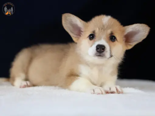 Szczeniaki rasy welsh corgi pembroke po zdrowych rodzicach 6