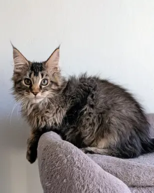 Bajgiel – kocurek Maine Coon z rodowodem FPL/FIFE 4