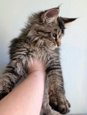 Bajgiel – kocurek Maine Coon z rodowodem FPL/FIFE 2