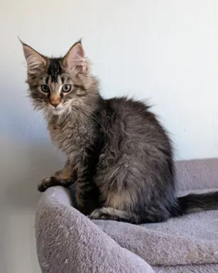 Bajgiel – kocurek Maine Coon z rodowodem FPL/FIFE 3
