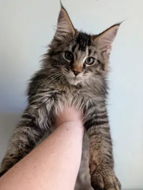 Bajgiel – kocurek Maine Coon z rodowodem FPL/FIFE 1