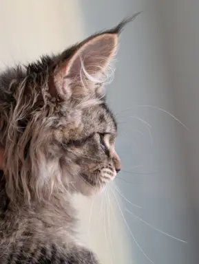 Bajgiel – kocurek Maine Coon z rodowodem FPL/FIFE 5