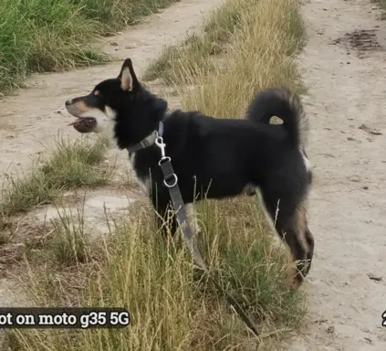 Czteromiesięczny, ostatni z miotu, czarny podpalany piesek 3