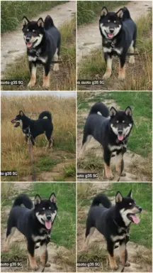 Czteromiesięczny, ostatni z miotu, czarny podpalany piesek 1