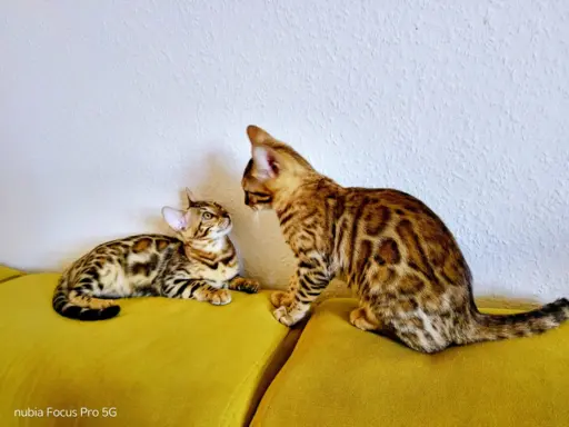 Top Bengal- 2 dziewczynki gotowe do zmiany domu 2