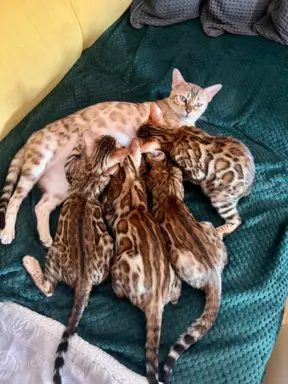 Top Bengal- 2 dziewczynki gotowe do zmiany domu 3