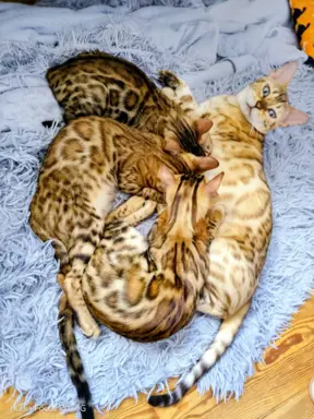 Top Bengal- 2 dziewczynki gotowe do zmiany domu 4
