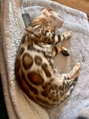 Top Bengal- 2 dziewczynki gotowe do zmiany domu 5