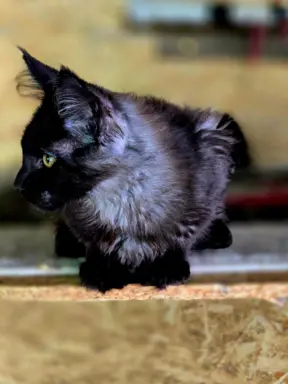 Kocięta maine coon 4