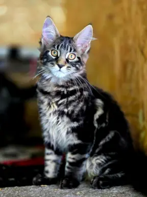 Kocięta maine coon 2