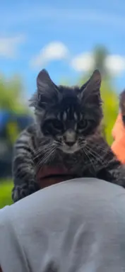 Kocięta maine coon 3