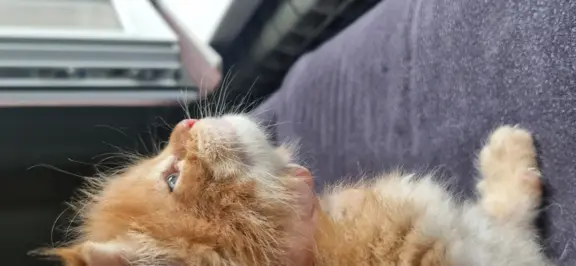 Kotka Maine Coon FPL/FIFE opcja hodowlana 5