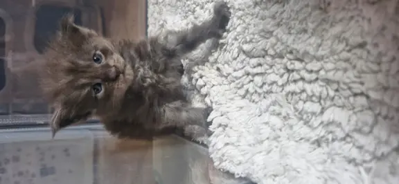 Kotka Maine Coon FPL/FIFE opcja hodowlana 6