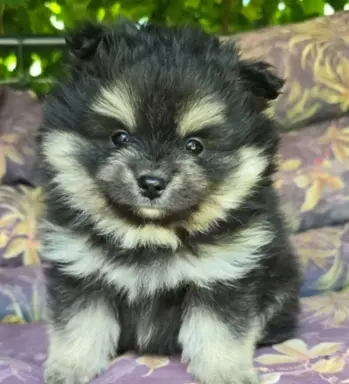 Szpic miniaturowy,pomeranian piesek 2