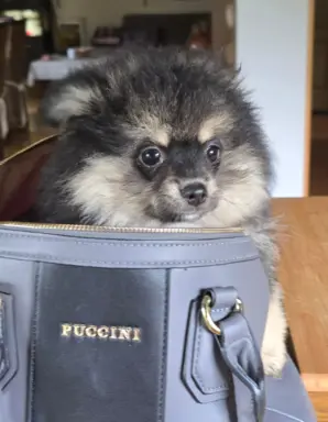 Szpic miniaturowy,pomeranian piesek 3