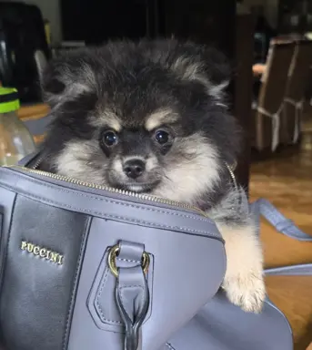 Szpic miniaturowy,pomeranian piesek 4