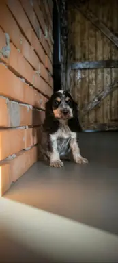 Cocker spaniel angielski szczenięta 4