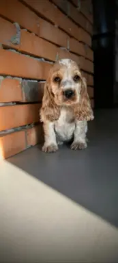 Cocker spaniel angielski szczenięta 5