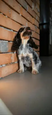 Cocker spaniel angielski szczenięta 8