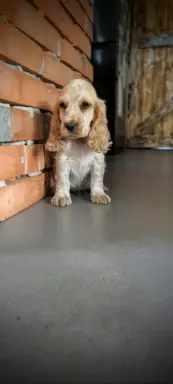Cocker spaniel angielski szczenięta 7