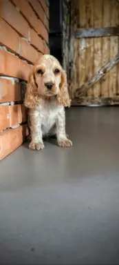 Cocker spaniel angielski szczenięta 9