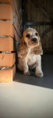 Cocker spaniel angielski szczenięta 1