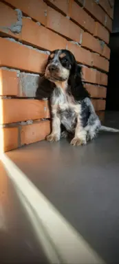 Cocker spaniel angielski szczenięta 10