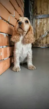 Cocker spaniel angielski szczenięta 11