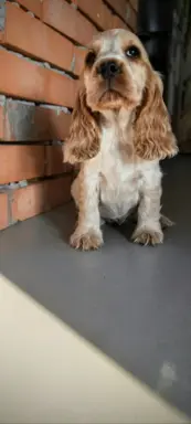 Cocker spaniel angielski szczenięta 12