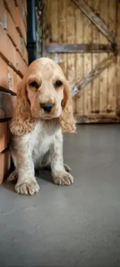 Cocker spaniel angielski szczenięta 13