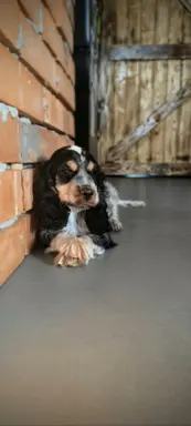 Cocker spaniel angielski szczenięta 15