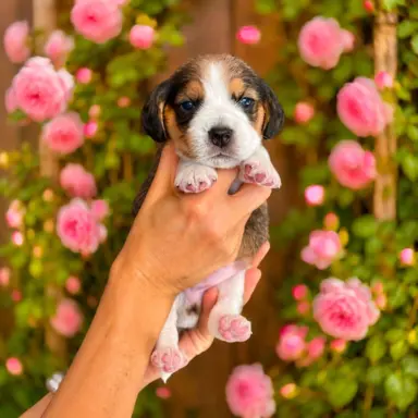 Piesek Beagle Tricolor 1