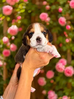 Piesek Beagle Tricolor 2