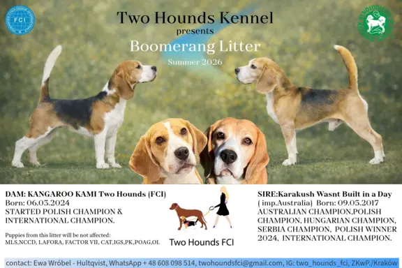 Piesek Beagle Tricolor 4