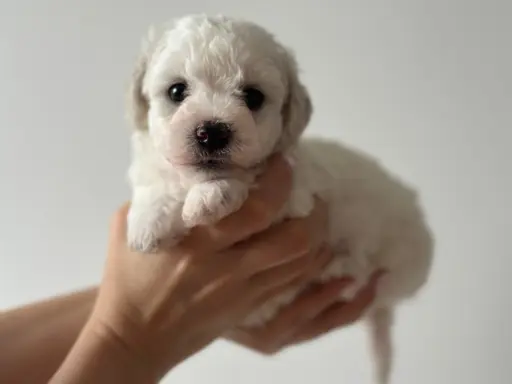 Bichon Frise –szczenięta z hodowli Seaside Angels(FCI) 2