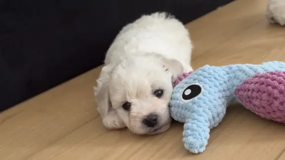 Bichon Frise –szczenięta z hodowli Seaside Angels(FCI) 3
